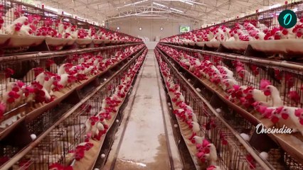 Chicken Price: బర్డ్ ఫ్లూ దెబ్బ.. పతాళానికి  చికెన్ రేట్ | BirdFlu | Oneindia Telugu