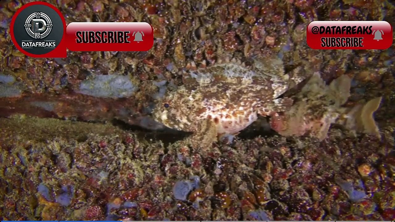 The Mysterious Black Devil Fish: A Rare Surface Sighting!