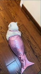 Hund genießt eine Massage! 20250216