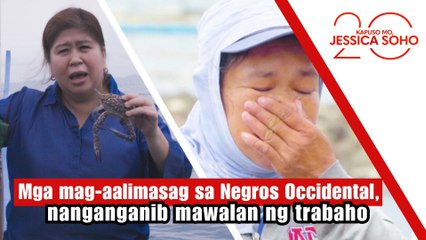 Mga mag-aalimasag sa Negros Occidental, nanganganib mawalan ng trabaho | Kapuso Mo, Jessica Soho