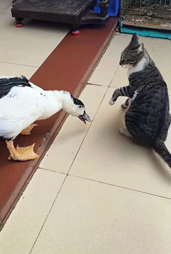 ⁣Cute animals😼funny pets😂  #cuteanimals #cat #pets