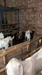 Pets life #trending #usa #viral #shortvideo #baby #pet #animals #goats #bakra #bakramandi