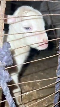 Pets life #trending #usa #viral #shortvideo #baby #pet #animals #goats #bakra #bakramandi