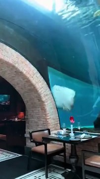 Cette raie s'ennuie dans son aquarium... trop mignon