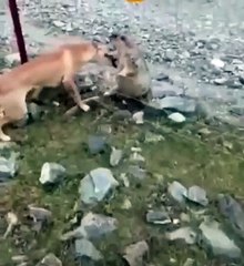 Ce chien va recevoir une bonne leçon... douloureuse