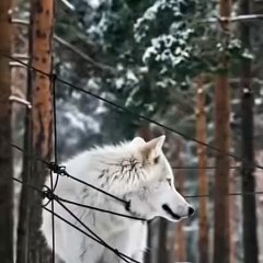 RESCUING SNOW WOLF  | The Funniest Animal Videos 2025 | Funny Dogs and Cats are here to Break your HEART | Funny Animal Moments | Fun Time | help | wolf | Family Fun | Entertainment Time | Daily