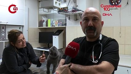 6 milyonda 1 görülüyor... 'Çift cinsiyetli' kedi Adana'da ameliyat edildi