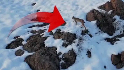 Bayburt’ta karlı arazide dolaşan vaşak kameraya böyle yansıdı