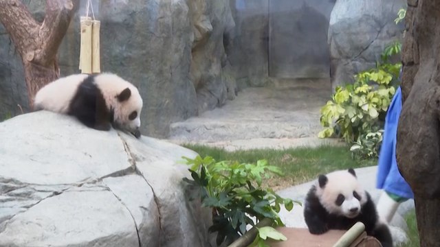 Unos cachorros de panda gemelos hacen su debut ante el público en Hong Kong