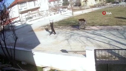 AYAKLARI BAĞLANAN KÖPEK ÇÖP KONTEYNERİNE ATILDI