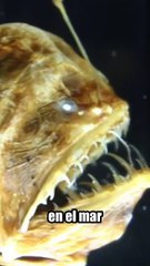 El pez diablo en realidad es diminuto!!! #pezabisal #pezdiablo #jacobowong