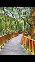 Young for me    fy  viral  music  perfect  followme  english  china