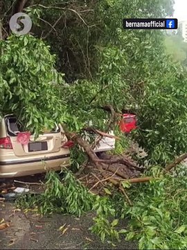 Fallen tree damages four vehicles in Taman Pandan Perdana