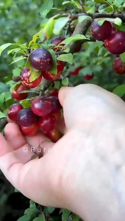 Picking Wild Plums And Making A Sour Dessert @ Rural Cuisine
