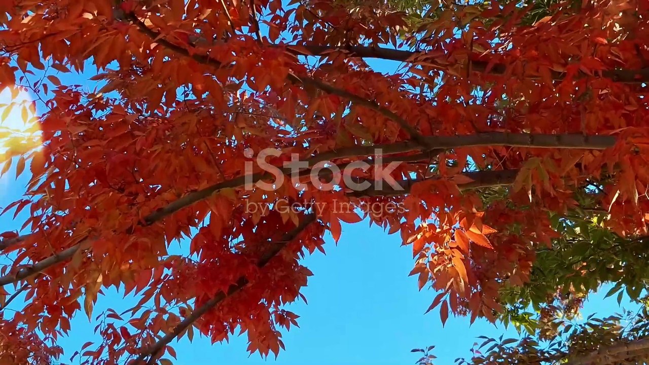 The Secret Language of Trees_ How Forest