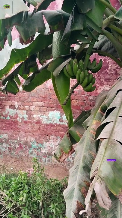 Banana  fruits cultivation|banana plants|banana|garden scene|gardening