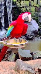 Ai Video Shorts - Amazing Hybrid Animals,