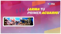 Consejos para arma tu primer acuario en casa