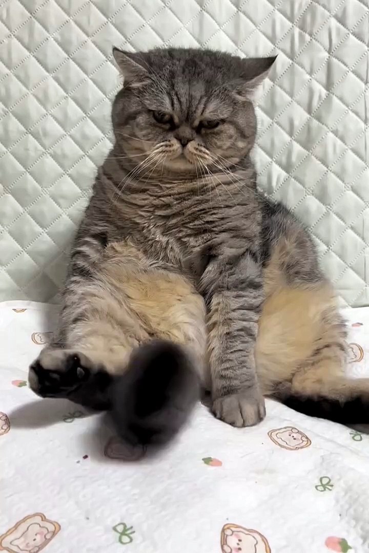 ⁣Cute animals😼funny pets😂  #cuteanimals #cat #pets