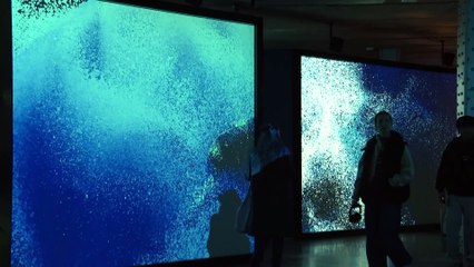 'Ecos del océano' descubre la relevancia de la comunicación sonora en la vida marina