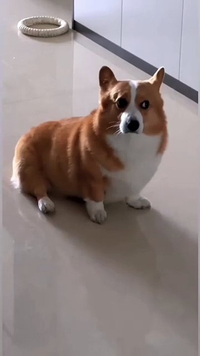 Bucket Bear Bucket