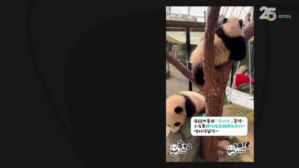 Dupla de irmãos pandas de seis meses chamam atenção em Hong Kong