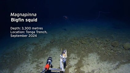 Bigfin Squid:  Magnapinna, Spotted In Tonga Trench