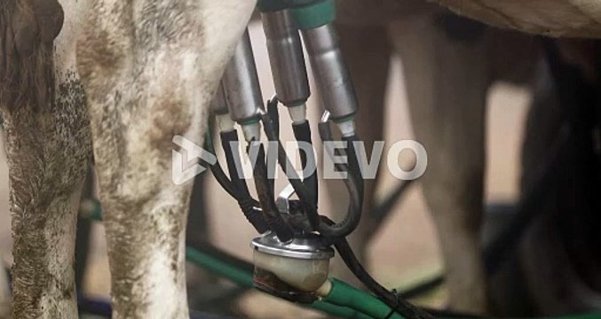 Milking Dairy Cattle In The Cowshed With Automatic Milker Machine