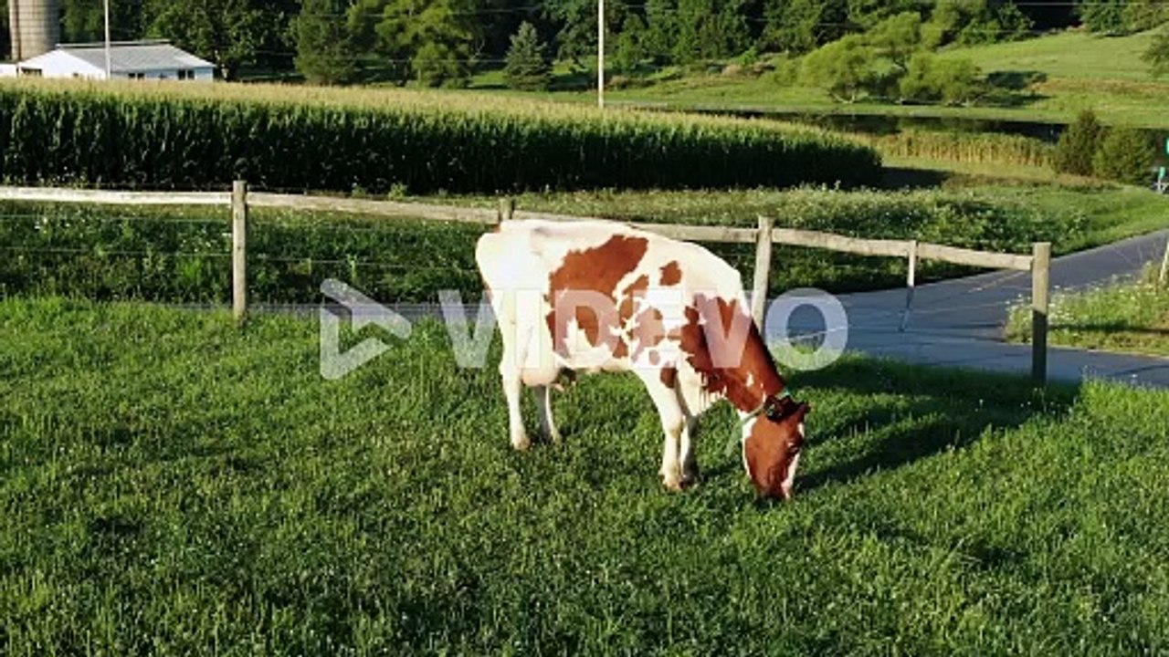 Red and white Holstein cow grazes on grass in meadow pasture during magic hour, dairy, beef, milk, meat, cattle agriculture industry