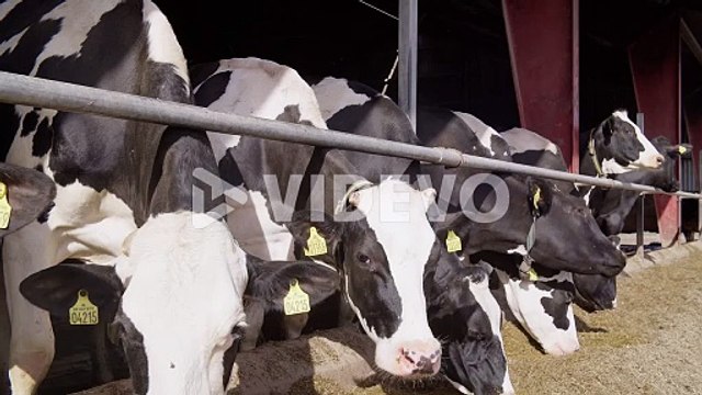 Feeding cows with hay on a dairy farm