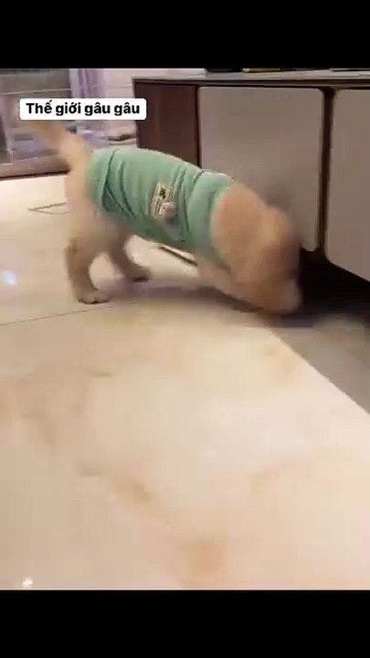 Pet Paradise TV 2025