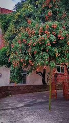 ,,,,،،,,O my GOD,,,,, much fruits with trees,,,,,,,,,,