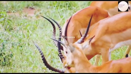 Hunting System by Carnivores Animals