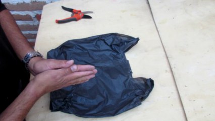 Combate las HORMIGAS con esto | ya no pierdas mas Plantas