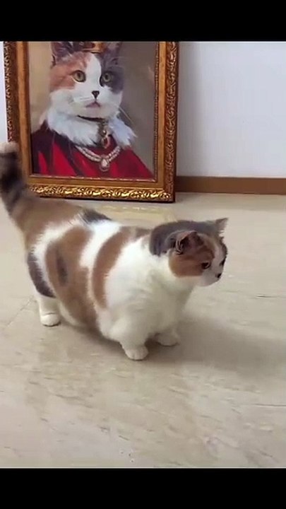 Hund springt ins Wasser! 20250217