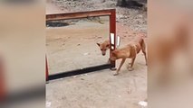 dog in a mirror dogs fight _ angry dog funny _ funny dogs fails(HD)