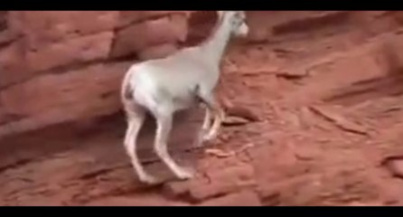 Markhor: The Elusive and Endangered King of the Mountains"