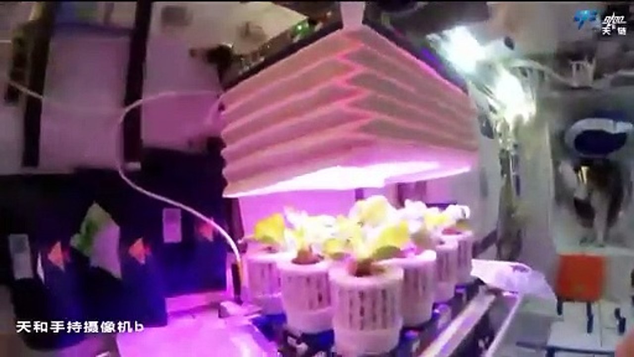 Chinese Taikonauts Harvesting Space Vegetables Aboard Tiangong Space Station