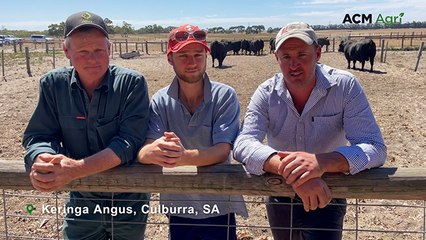 Keringa Angus bull sale