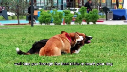 Best Tricks to Teach Your Dog | Ultimate Dog Training Guide