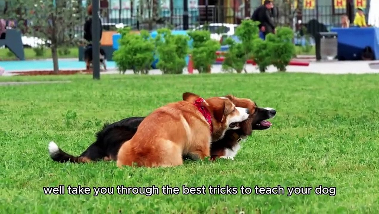 Best Tricks to Teach Your Dog | Ultimate Dog Training Guide