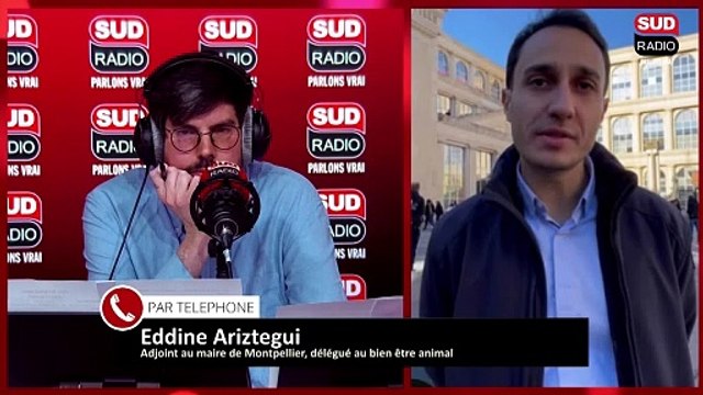 Une proposition de loi vise à mieux encadrer la stérilisation des pigeons