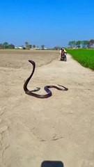 Motorcycle Man Shocked A Big King Cobra Snake