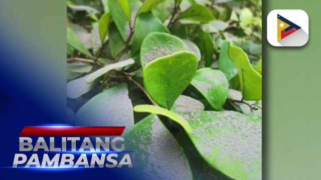 Ashfall mula sa Bulkang Kanlaon, naitala sa ilang bahagi ng Barangay Mailum, Bago City sa Negros Occidental