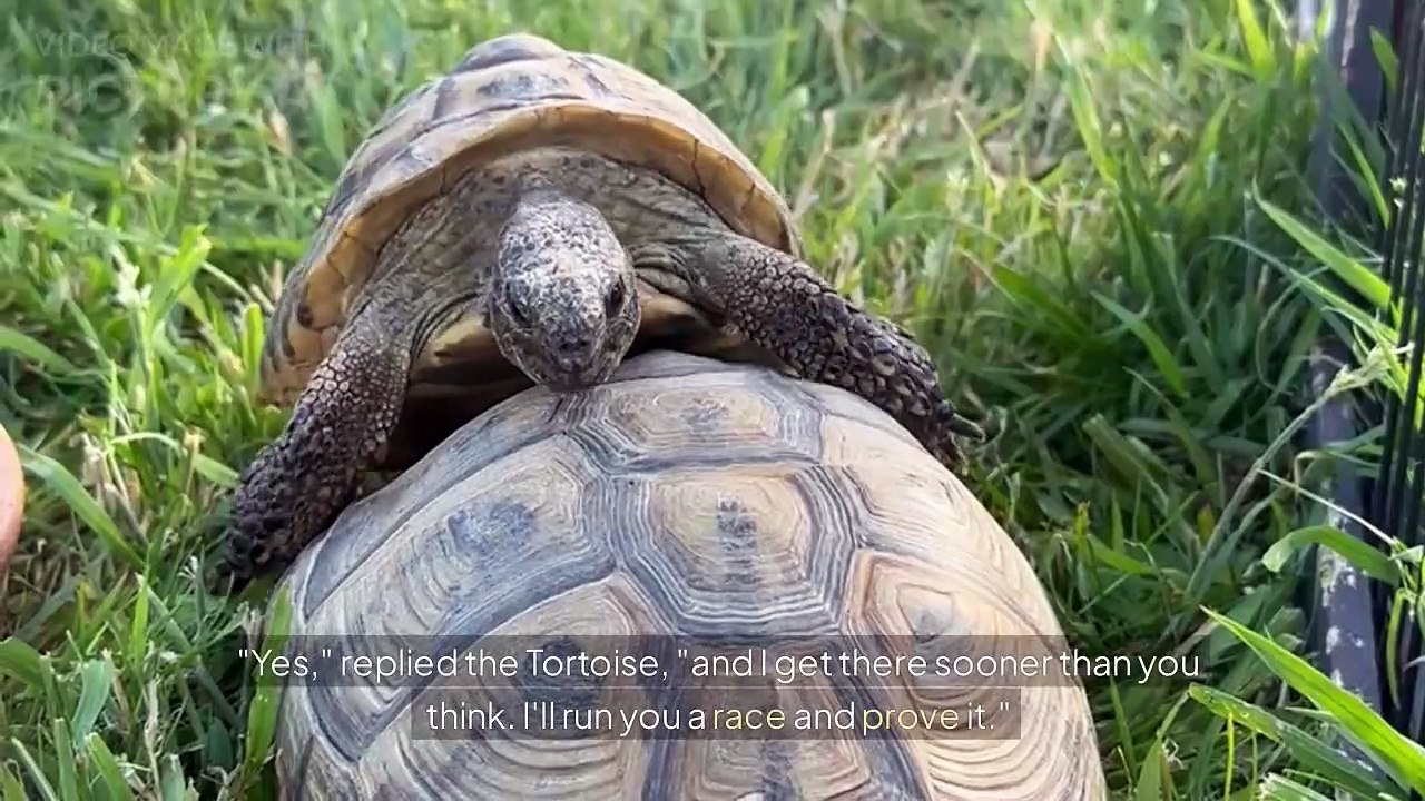 A Turtle story