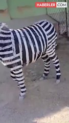Zebra modifiyeli eşek! Nedeni en az olay kadar rezalet