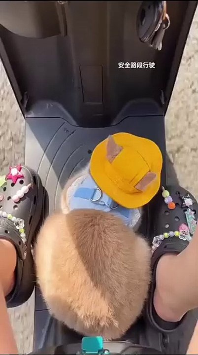 Welpen teilen ein Spielzeug! 20250217