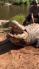 Henry, el cocodrilo del Nilo más viejo con 124 años, 10.000 hijos y aún sigue imparable