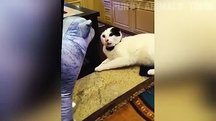 😹🐶 Funniest Cats & Dogs Ever! 😂 Hilarious Animal Compilation #35