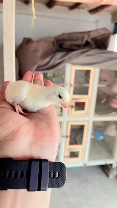 Pets life #trending #usa #viral #shortvideo #baby #pet #animals #hen #murgha #murgi #rooster